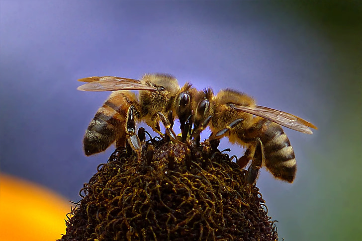 Madu dan Lebah dalam Perspektif Al-Quran